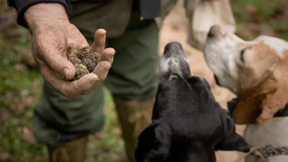 San Gimignano Truffle Hunt With Wine Tasting From Florence