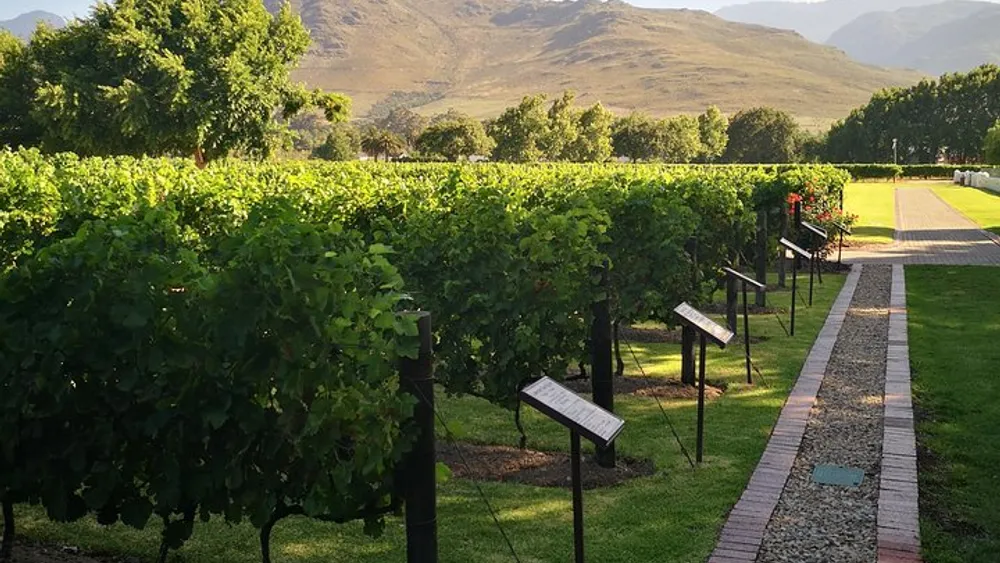 From Cape Town: Private Cape Winelands Full-Day Ultra Flexible Guided Tour