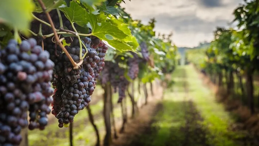 Chianti Private Wine Tour from Florence