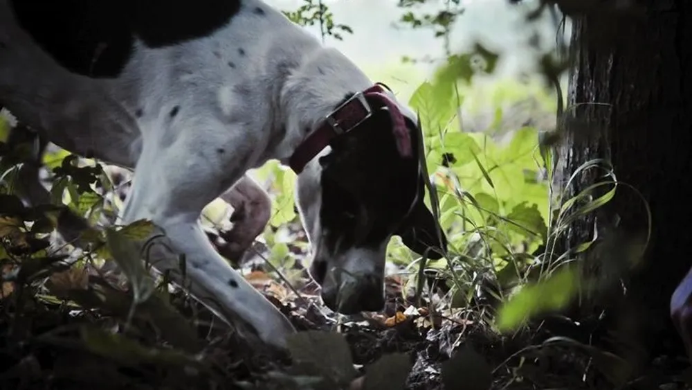 Private Tour: Truffle-Hunting Experience from Amalfi Coast with Lunch