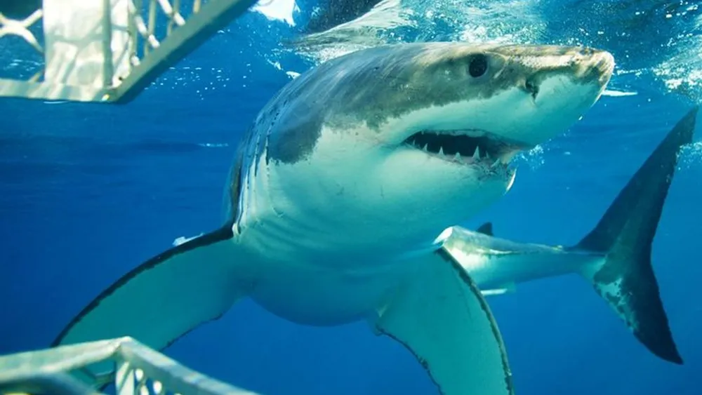 Cape Town 3-Day Attraction Tours: Shark Diving & Cape Peninsula & Wine Tasting