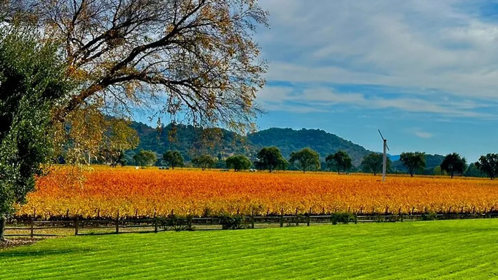 Wine Tour Transportation Services in Napa Valley