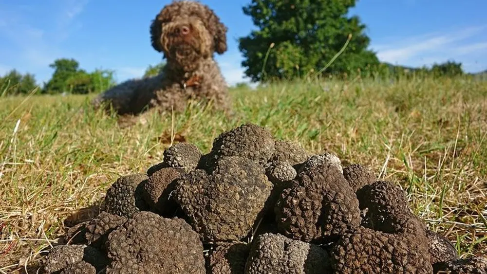 Truffle Hunting with Tasting Included - Umbria, Italy