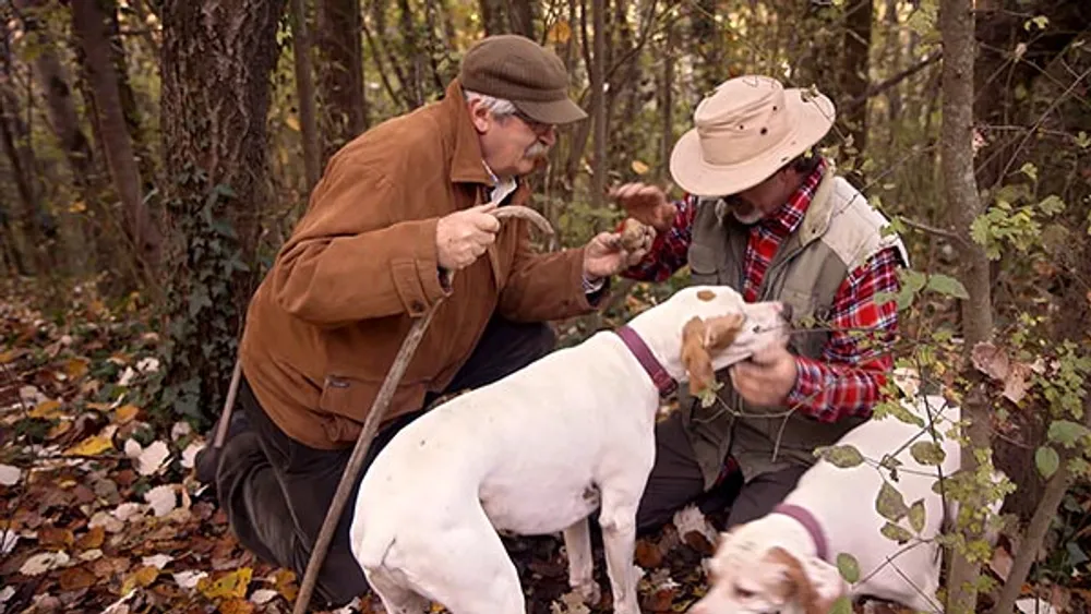 From Florence: Snuffle & Truffle Tour - Ultimate Truffles Hunting with Truffle Hunter and Dogs & Chianti Wine Tour (Tuscany)