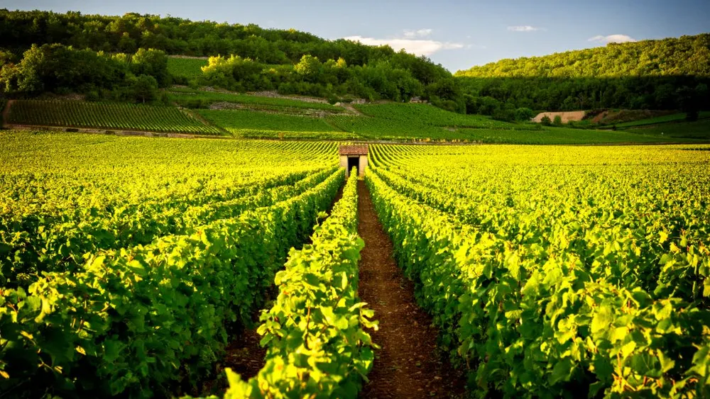 From Paris: Private 2-Day Wine Tour of Chablis & Beaune in the Burgundy Wine Region