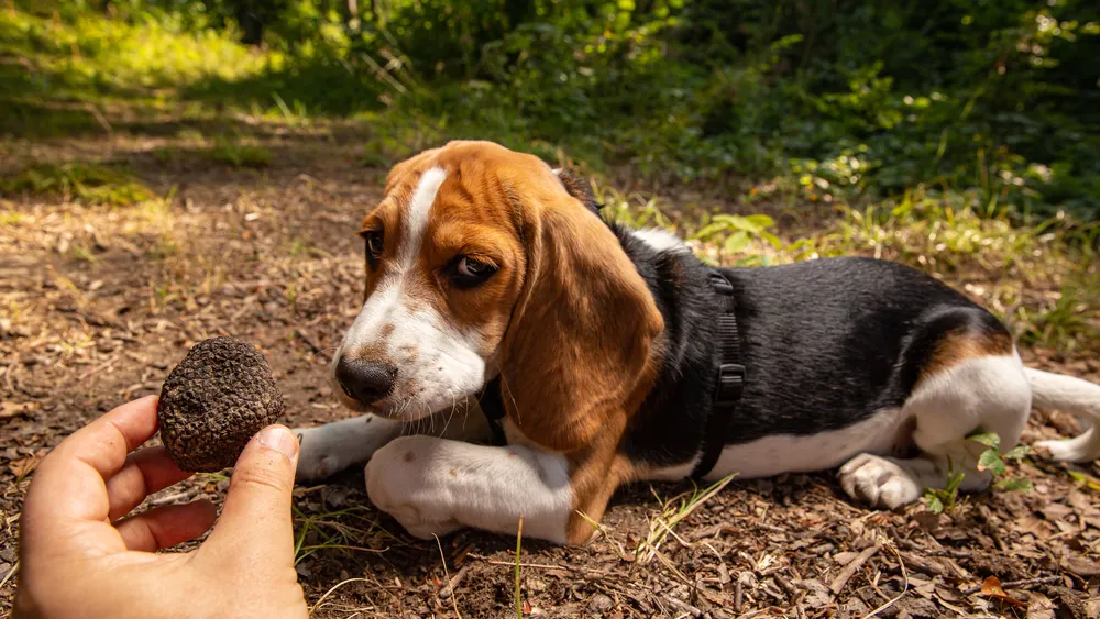 From Florence: Authentic Truffle Hunting with Guide & Dogs, Lunch & Wine Tour in Chianti Region