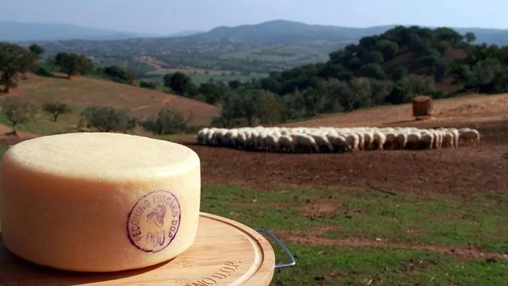 Pecorino Cheese Factory & Chianti Wine Tour in Tuscany - The perfect combination