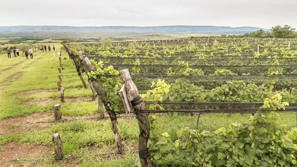 Wine Tour Privado - Calamuchita