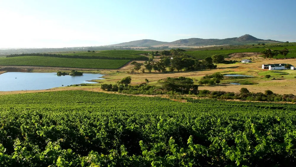 From Cape Town: Darling Private Wine Tour