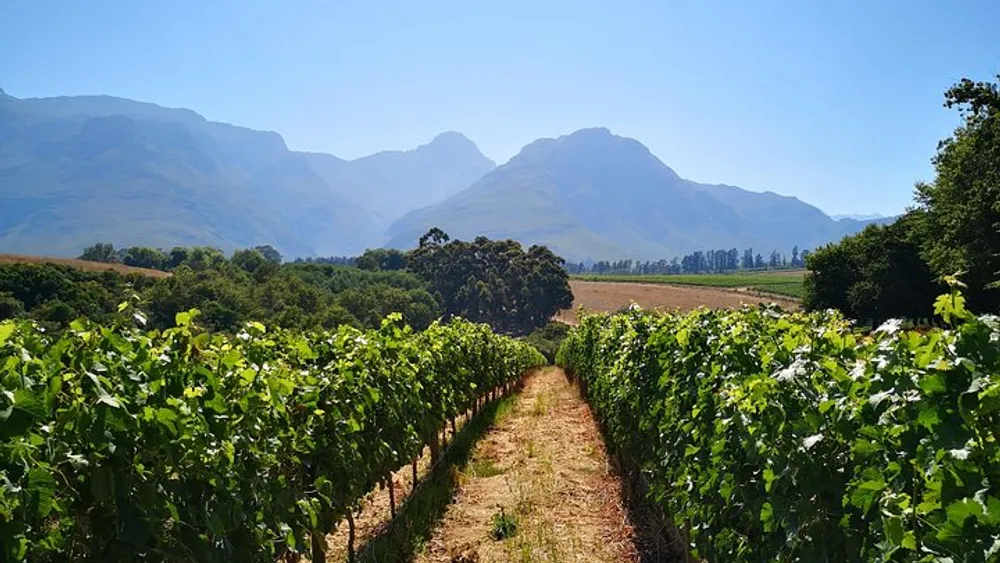 Cape Town: Private Full Day Panoramic Wine Tasting Tour