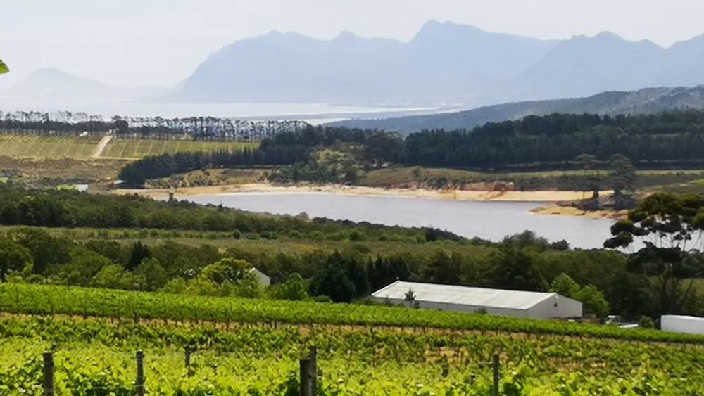 From Cape Town: Private Full Day Wine Tasting Tour (with Whale and Penguin Watching)