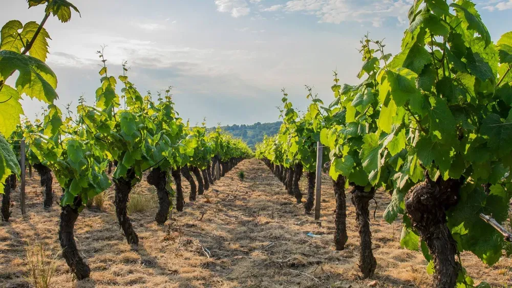 From Lyon: Small Group Beaujolais Nouveau Afternoon Wine Tour