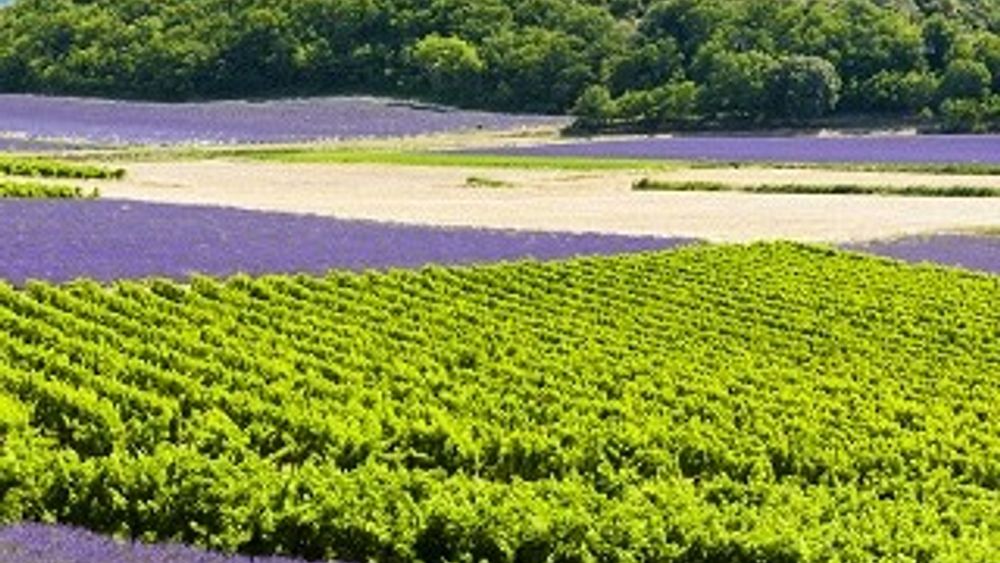 Provence: Bespoke Corporate or Private Wine & Food Tasting