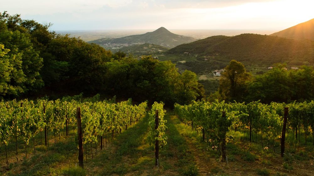 Euganean Hills: day trip from Venice among history, nature & wine