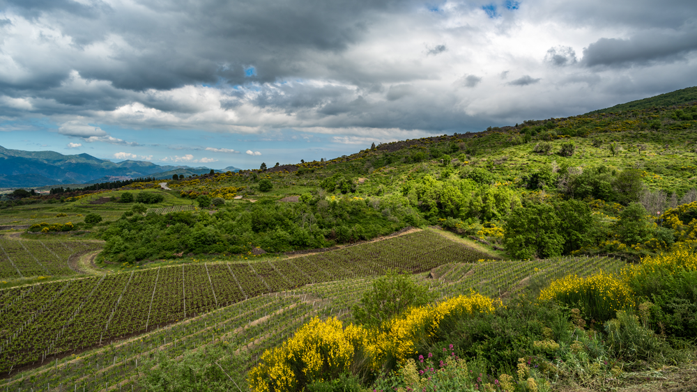 From Taormina: Private Tour of Three Etna Wineries