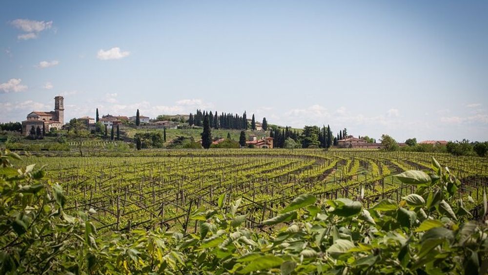 From Venice: Private Full-Day Amarone Wine Tour (with Lunch)