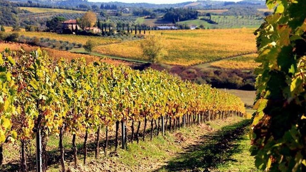 From Rome: Private Wine tasting and Lunch in Chianti, Visiting Castellina, in Tuscany