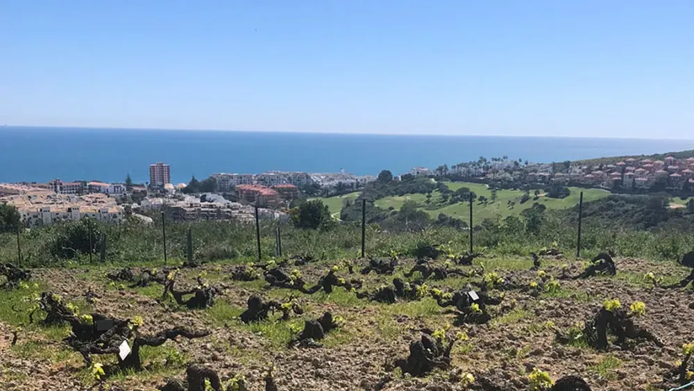Marbella: Cheese Making and Mediterranean Wine Experience