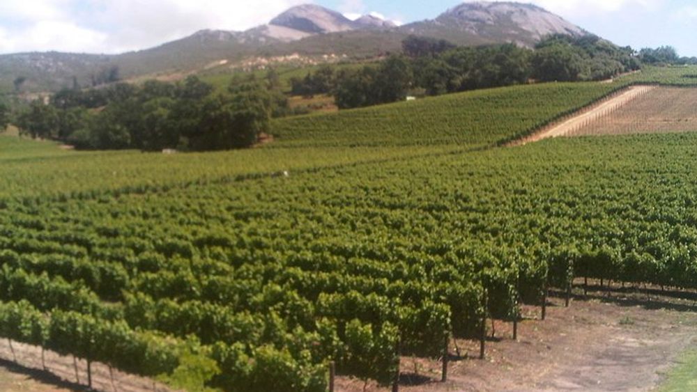 Private Cape Winelands from Stellenbosch OR Franschhoek OR Paarl