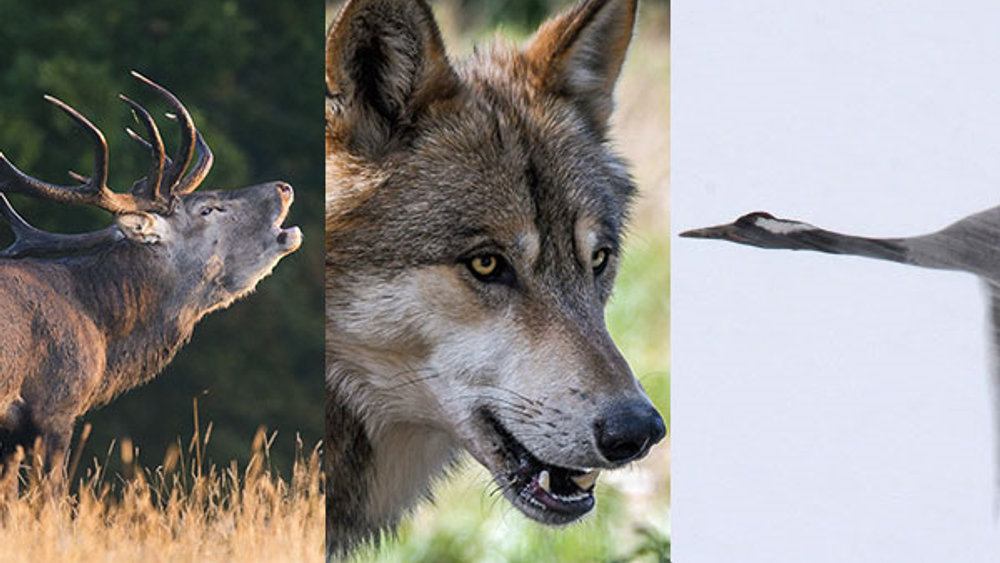 Wilderness safari Sweden autumn - red deer, wolves and cranes