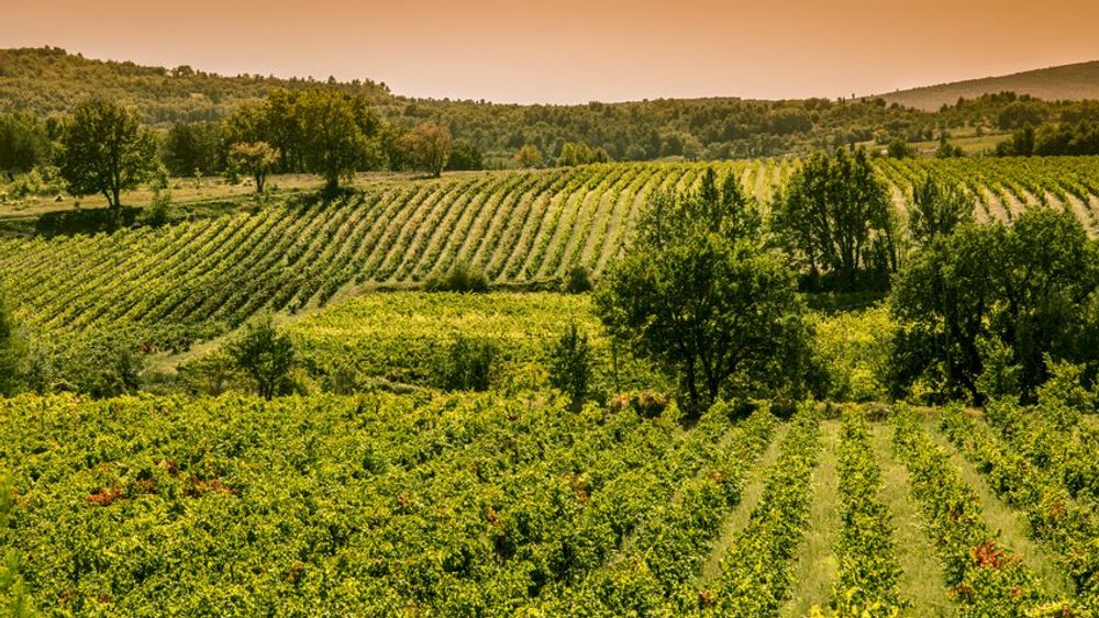 From Aix en Provence: Private Provence Wine Tour