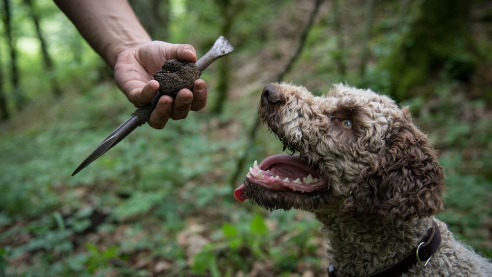 Truffle hunting demonstration and truffle cold lunch