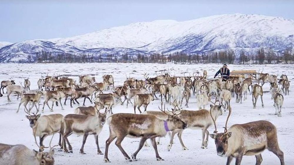 Reindeer visit, and Sami Culture Including Lunch from Tromso