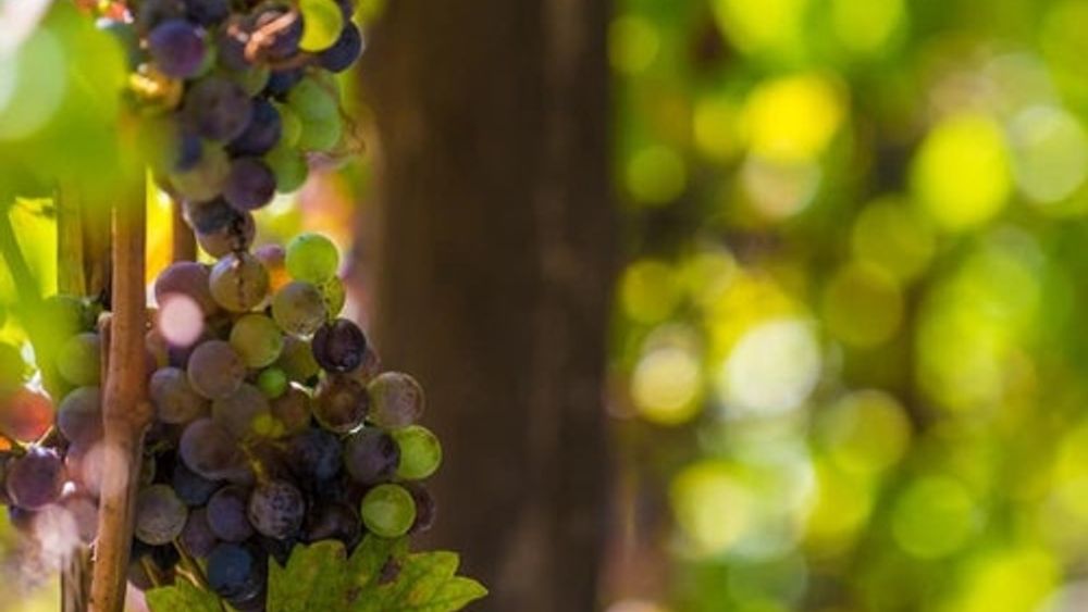 Pompeii: Guided Cellar Tour with Wine Tasting + Lunch