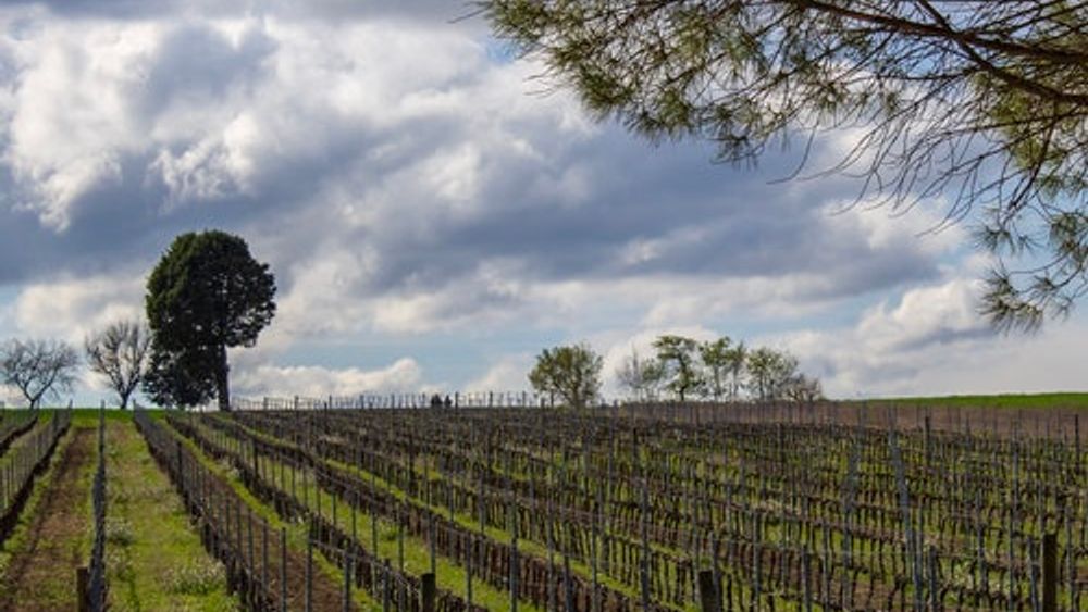 Guided Winery Tour and Private Tasting in Montefalco