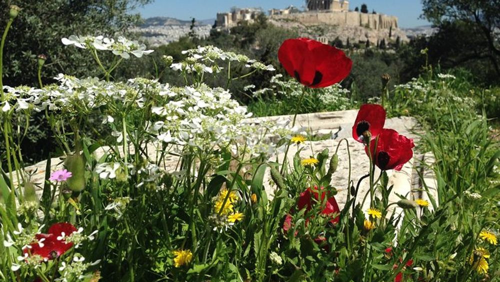 Athens: Hidden Walking Tour with Picnic