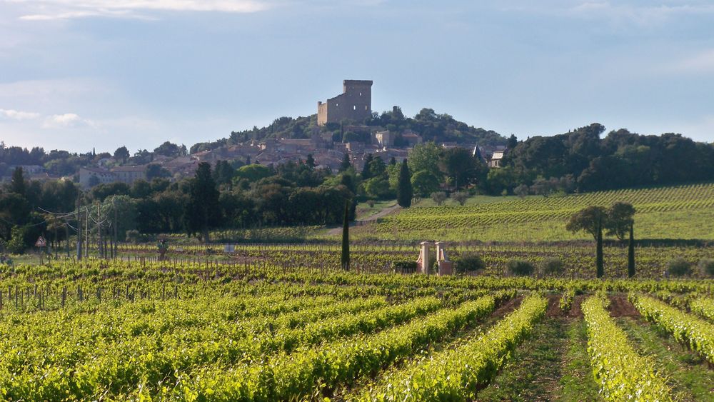 From Marseille: Chateauneuf du Pape Intensive Vineyard & Fine Wine Experience
