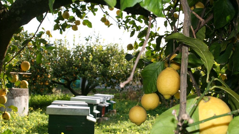 Partinico: The Grape Harvest on an Organic Farm