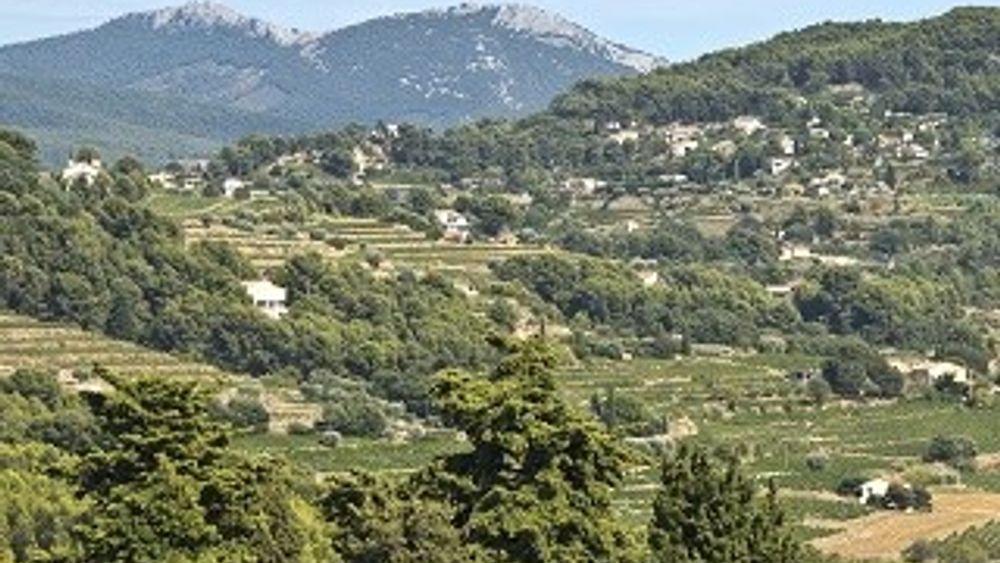 From Aix en Provence: Private Full Day Wine Tour in The Vineyards of Bandol