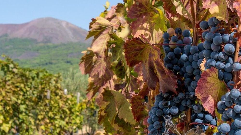 From Naples: Vesuvius with Wine Tasting (Lunch Included)