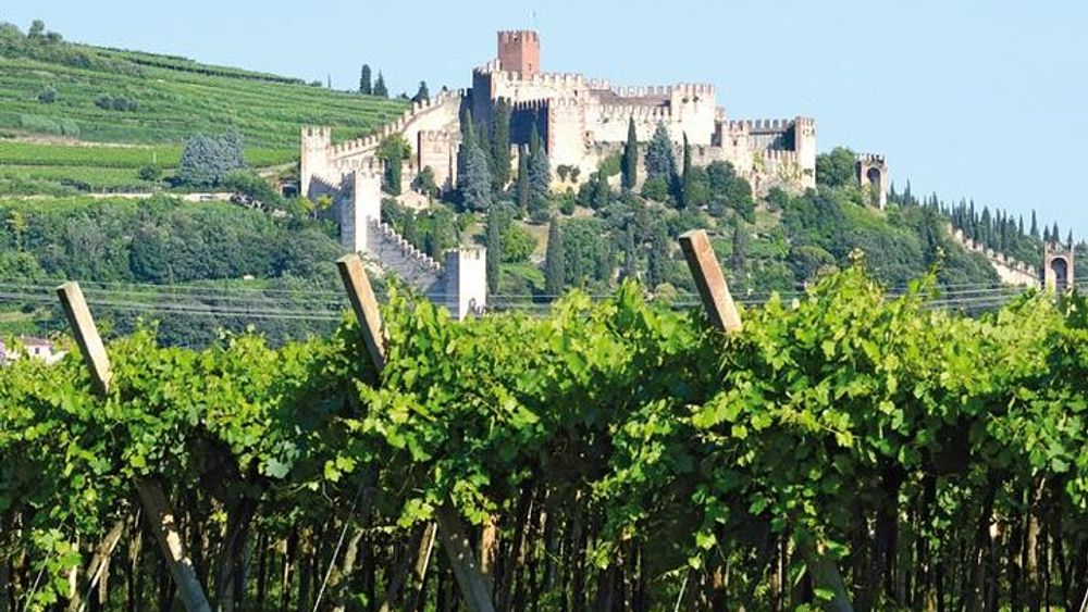 Soave Borgo wine day trip with light lunch & 2 wineries