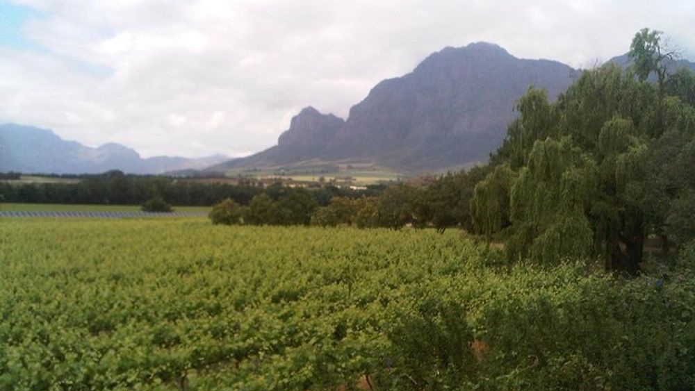 From Cape Town: Private Cape Winelands Tour