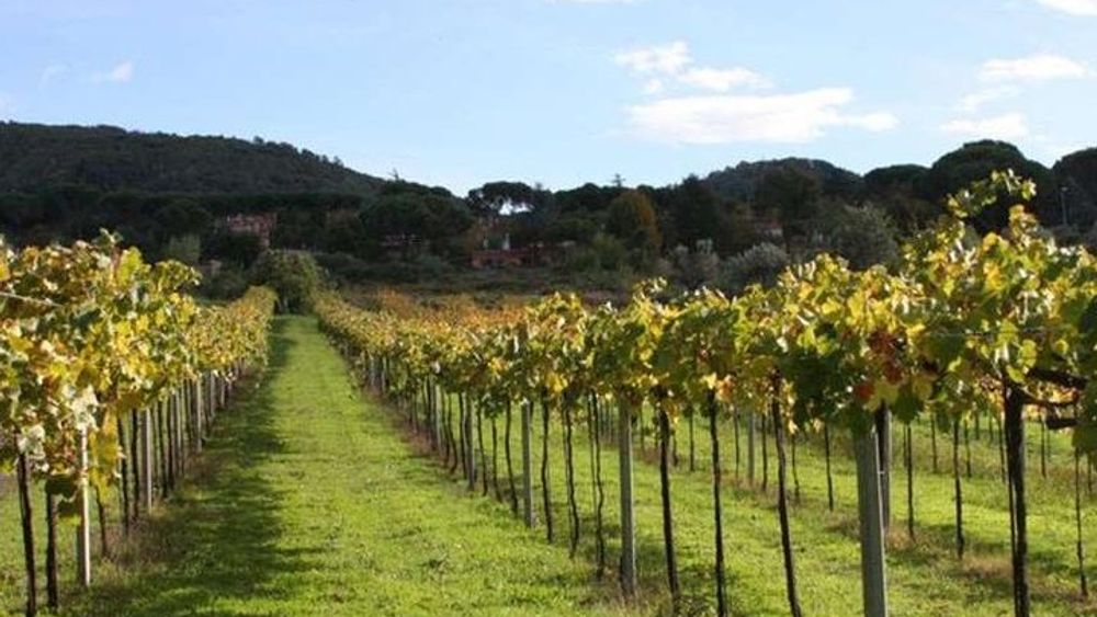 From Rome: Castelli Romani - Wine Tasting in Frascati