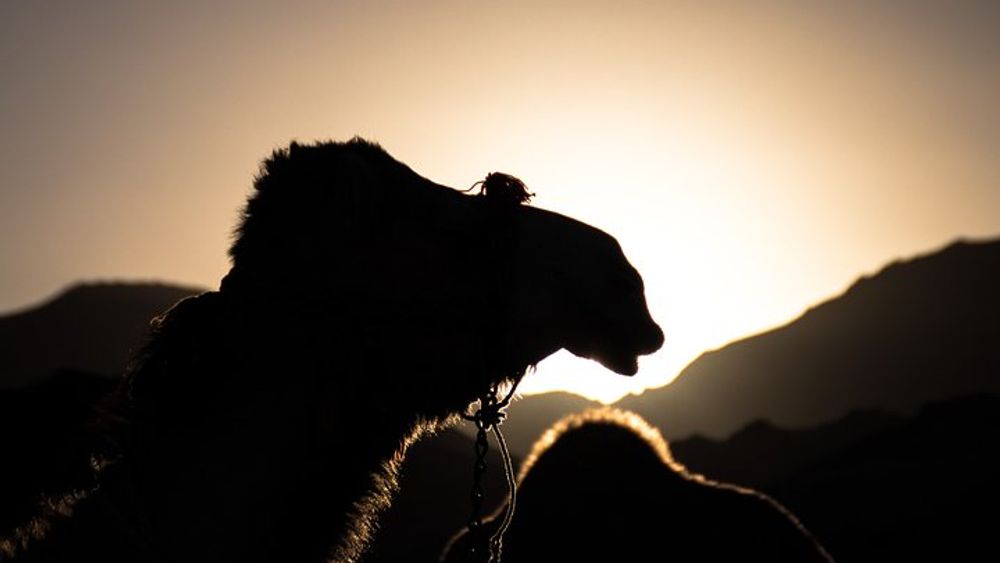 Agafay Desert sunset Camel ride and dinner Experience
