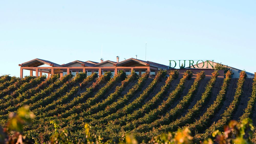 Tour in typical Ribera del Duero winery with wine tasting, an aperitif and the option to have lunch