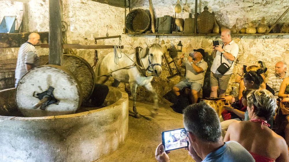 From Dubrovnik: Olive Oil Tasting Experience