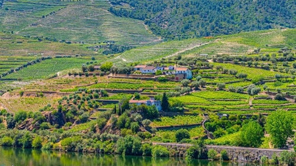 Douro Valley: Cruise from Porto to Régua with Breakfast and Lunch