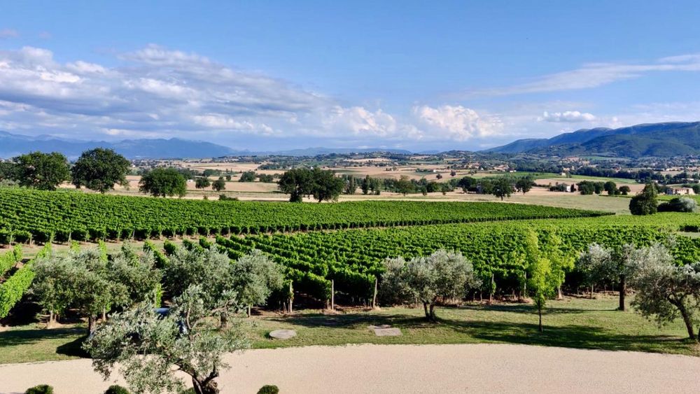 Exclusive winery tour with wine and food tasting in Montefalco