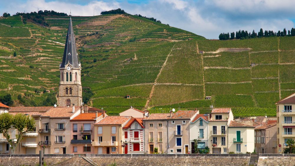 From Lyon: Private Northern Cotes Du Rhone Wine Tour