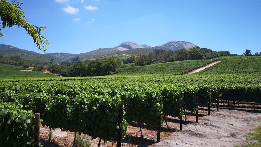 From Cape Town: Private Stellenbosch, Franschhoek Paarl Wine Tour