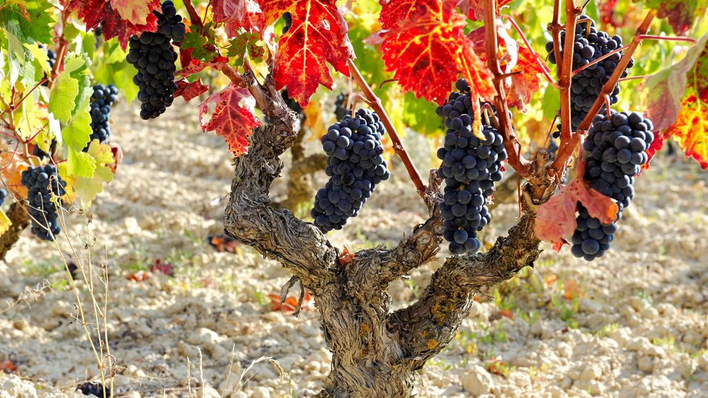 From San Sebastian: Wine Tour at 2 Rioja Wineries