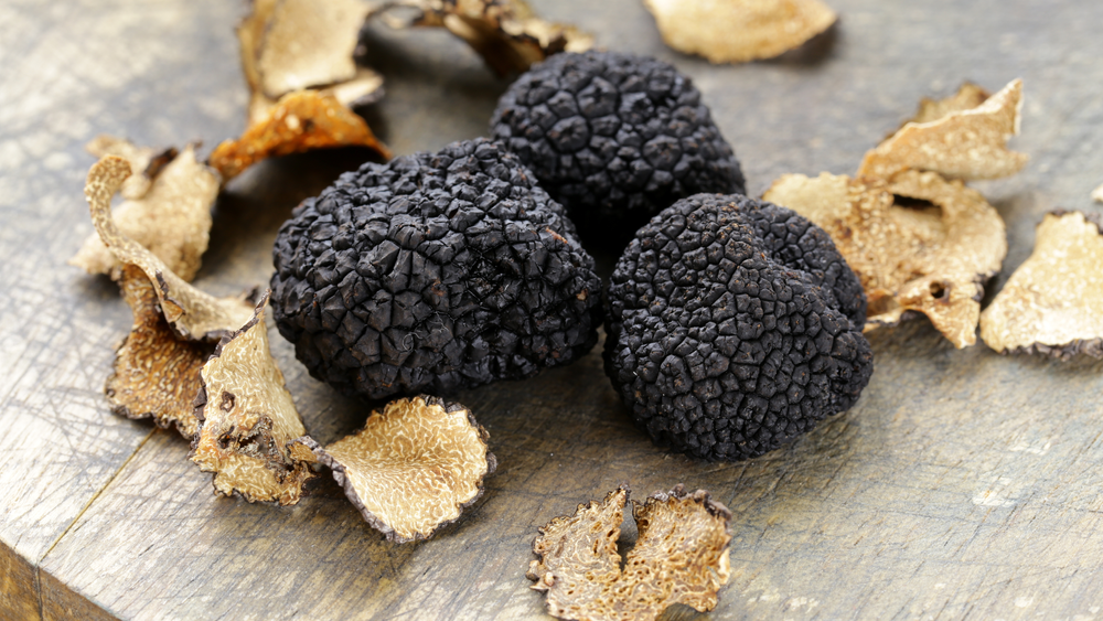 From Bologna: True Truffle Hunting in the Bologna Hills