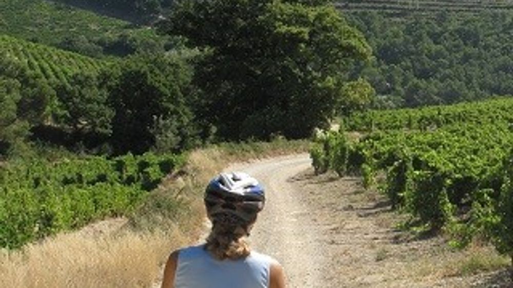 From Provence: Private Vineyards by Bike Full Day Wine Tour