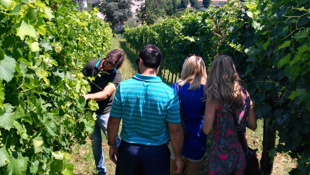 Wine Tour in the Euganean Hills