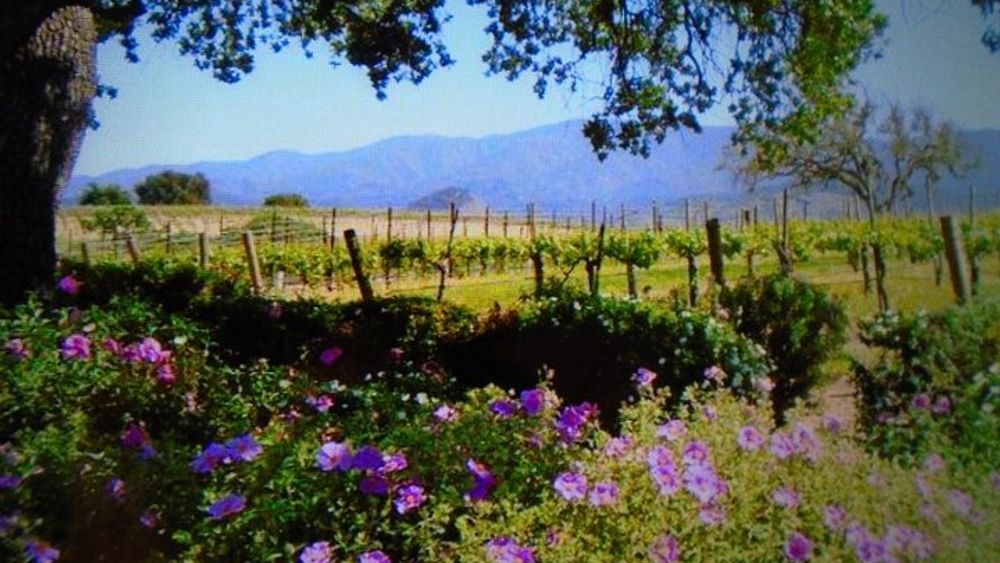 6 hour Private Wine Tour of Santa Barbara County