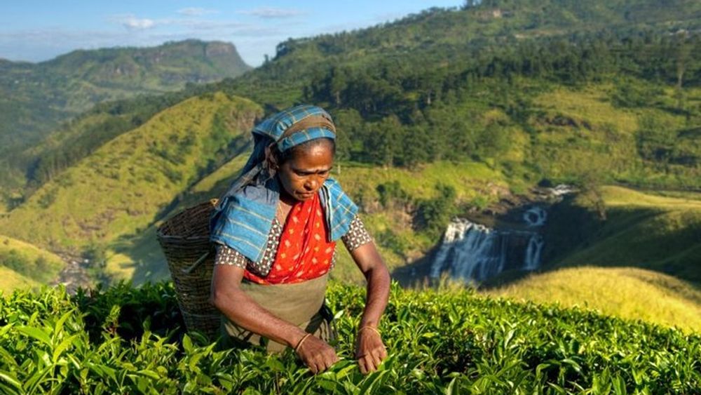 Tea Plantation Tour from Kandy